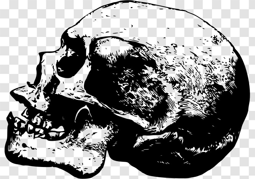 Skull & Bones Desktop Wallpaper Drawing - Tree Transparent PNG