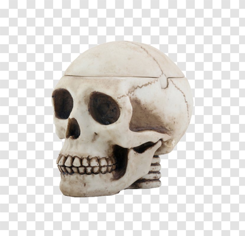 Skull Cranial Cavity Human Skeleton Bone Transparent PNG