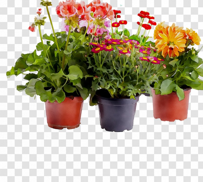 Cut Flowers Annual Plant Herb Flowering Plants - Perennial - Barberton Daisy Transparent PNG
