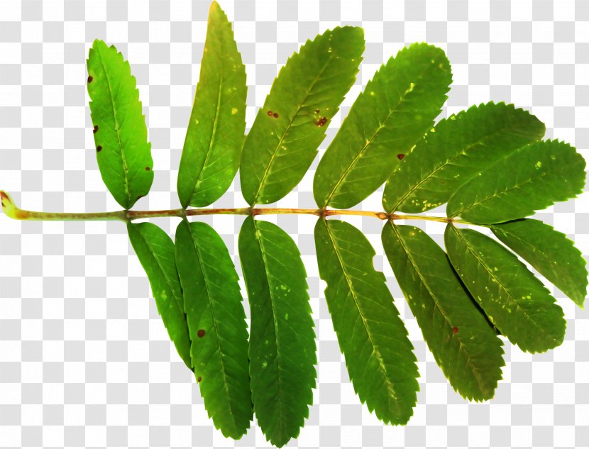 Leaf Sorbus Aucuparia Plant Stem Clip Art - Mountainash - Real Transparent PNG