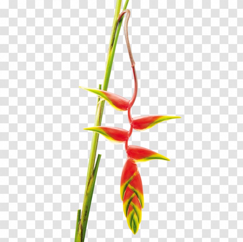 The Flower Expert Heliconia Rostrata Wagneriana Plant Stem - Strelitziaceae - Colombia Transparent PNG