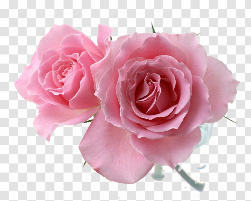 Pink Drawing Flower Rosa 'Eden' - Rose Family - Blooming Flowers Transparent PNG