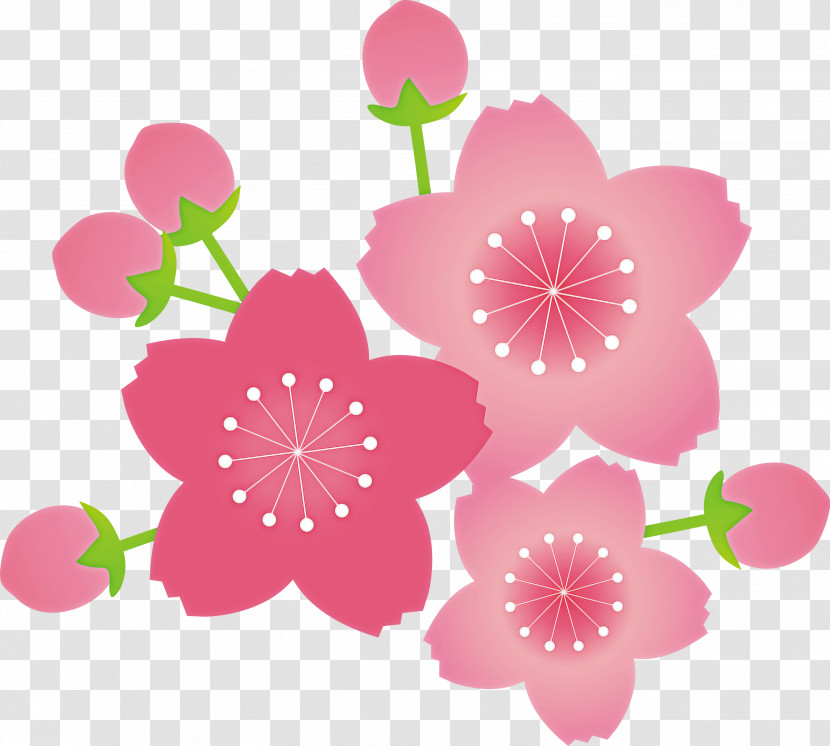 Cherry Flower Floral Flower Transparent PNG