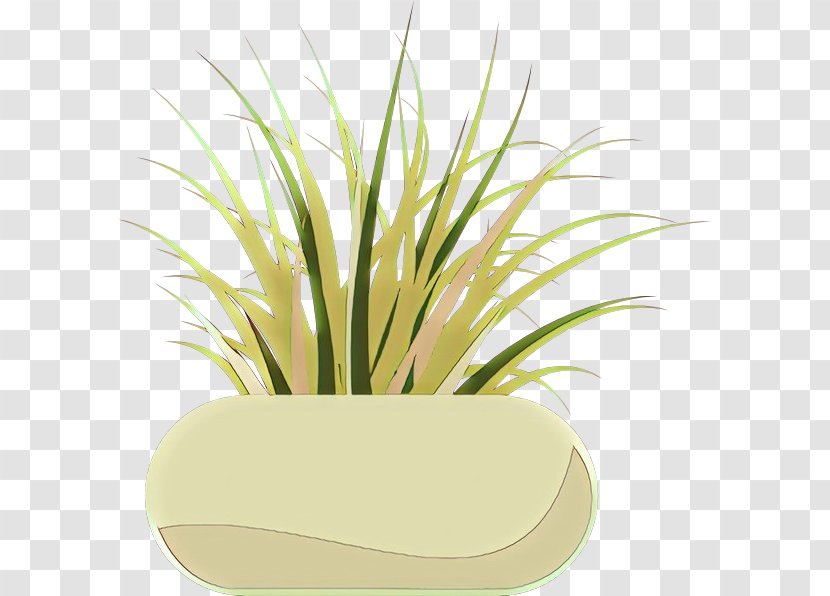 Grass Plant Yellow Family Flowerpot - Lemongrass Herb Transparent PNG