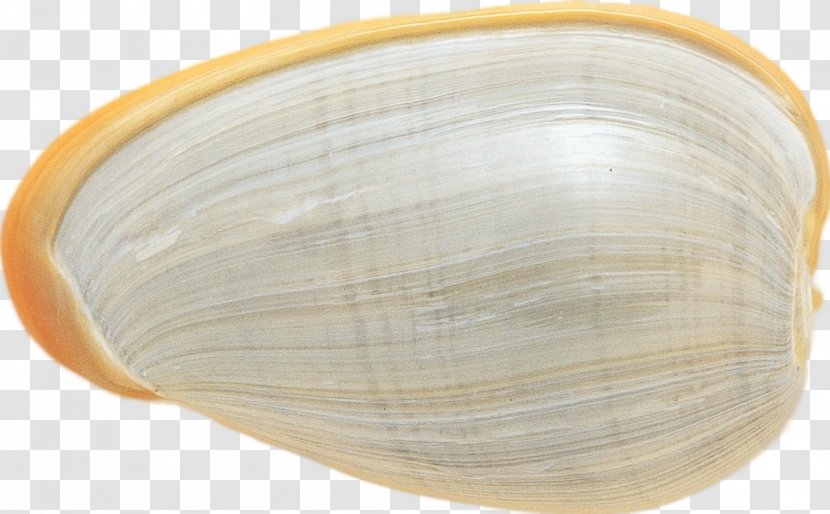 Clam Cockle Mussel Oyster Veneroida - Clams Oysters Mussels And Scallops - Shells Transparent PNG