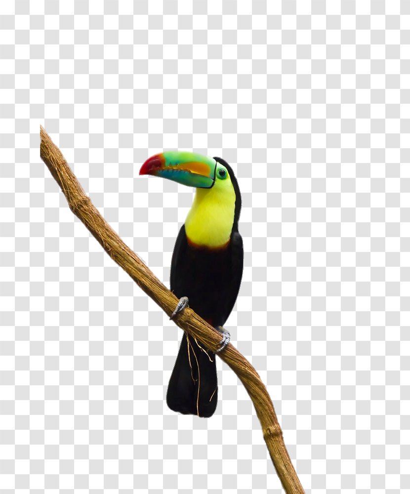 Parrot Bird Toco Toucan - Coraciiformes - Standing On Tree Branch Transparent PNG