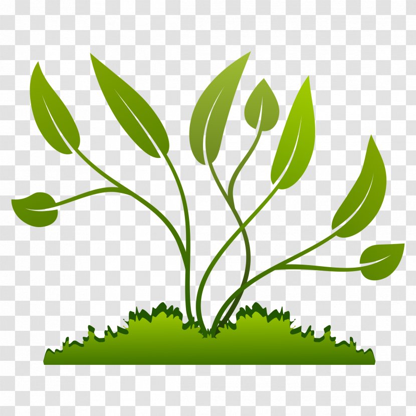 Plant Coffea Clip Art - Vegetation Transparent PNG