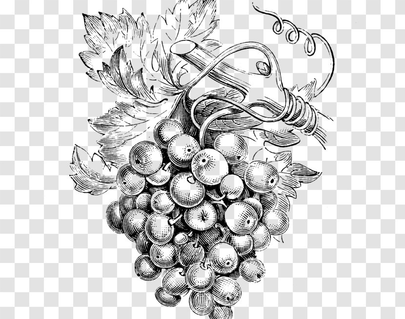 Common Grape Vine Wine Grapes Bellini Transparent PNG