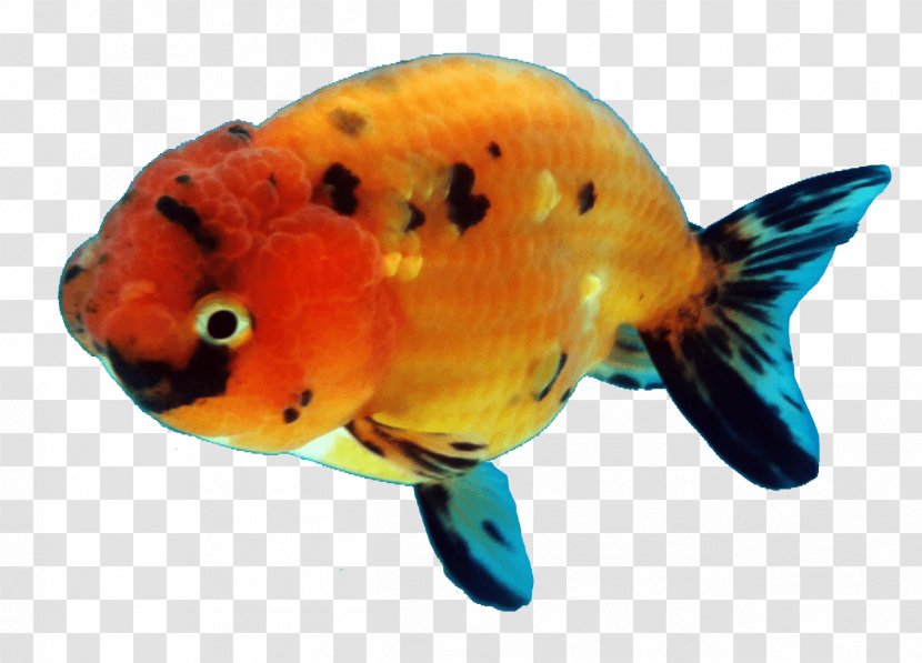 Ranchu Oranda Common Goldfish Bony Fishes - Species Transparent PNG