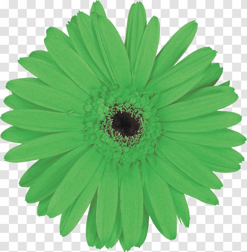 Green Petal Flower Chartreuse Yellow - Gerbera Transparent PNG