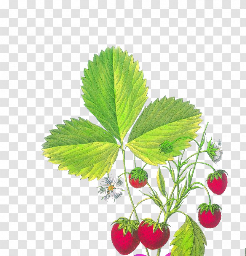 Strawberry Fragaria Viridis Aedmaasikas - Fruit - Hand-painted Transparent PNG