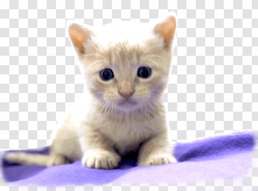 Whiskers American Wirehair Munchkin Cat Australian Mist European Shorthair - Small To Medium Sized Cats - Dog Transparent PNG