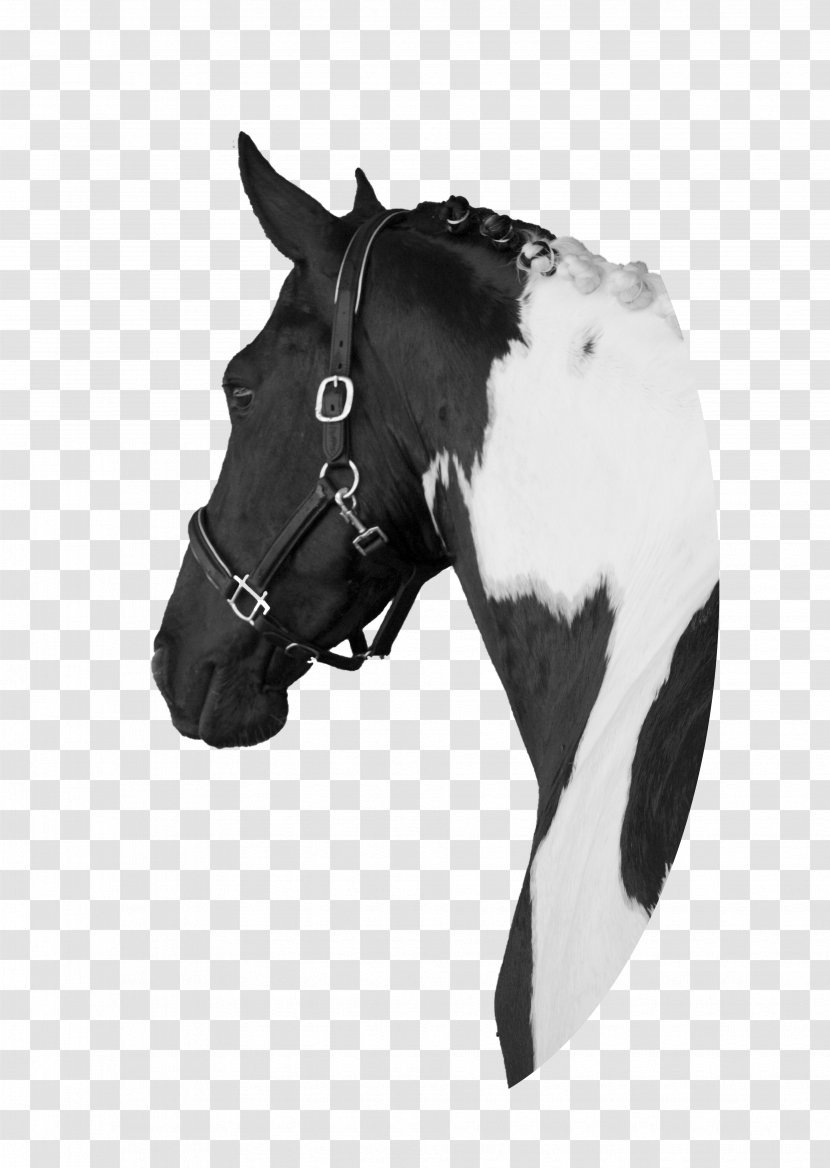 Pintabian Mustang Barock Pinto Halter Pony - Rein Transparent PNG