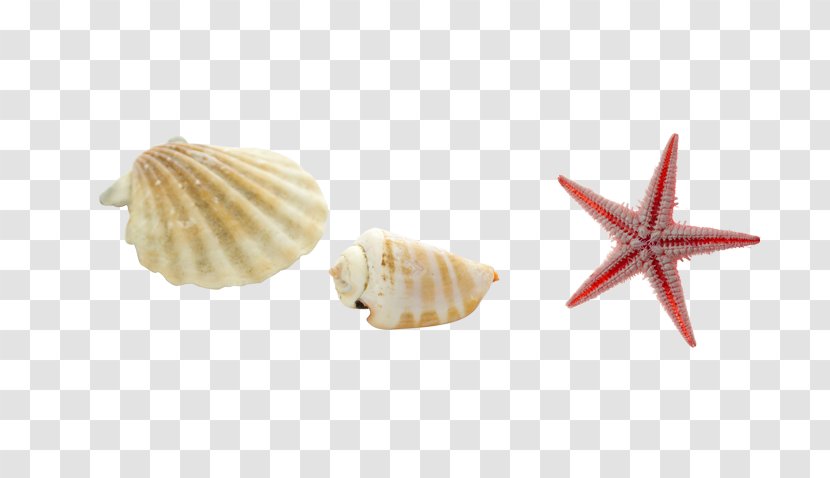 Sea Snail Conch Starfish Seashell Transparent PNG