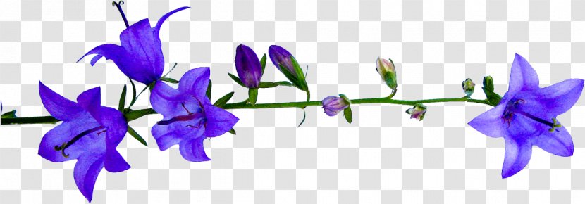 Flower Plant Stem Clip Art - Star - Purple Transparent PNG