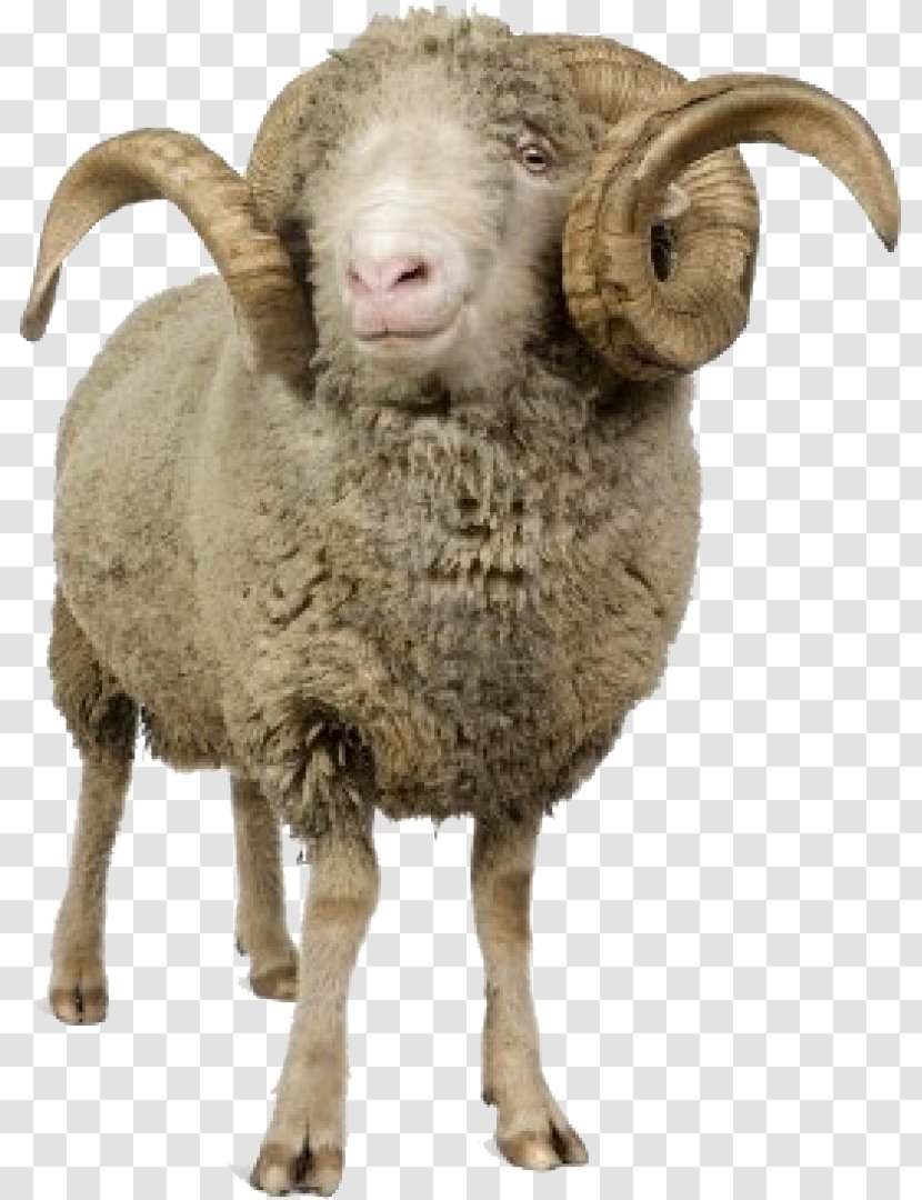Clip Art Goat Cừu Merino Arles Transparency - Argali - California Rams Transparent PNG
