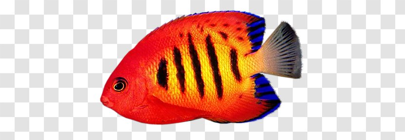 Reef Aquarium Desktop Wallpaper Flame Angelfish - Centropyge - Fish Transparent PNG