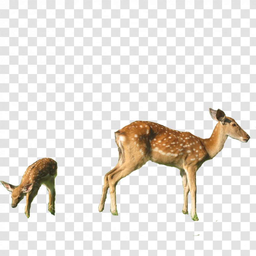 White-tailed Deer Red Musk Sika - FIG Transparent PNG
