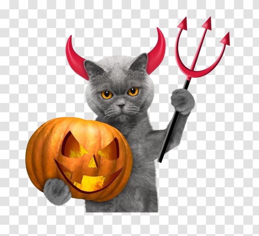 Halloween Cat Pumpkin Wallpaper - Like Mammal - Kitten Devil Transparent PNG