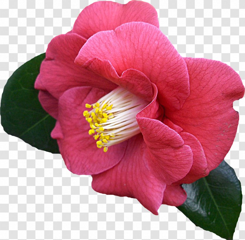 Japanese Camellia - Malvales - Flower Transparent PNG