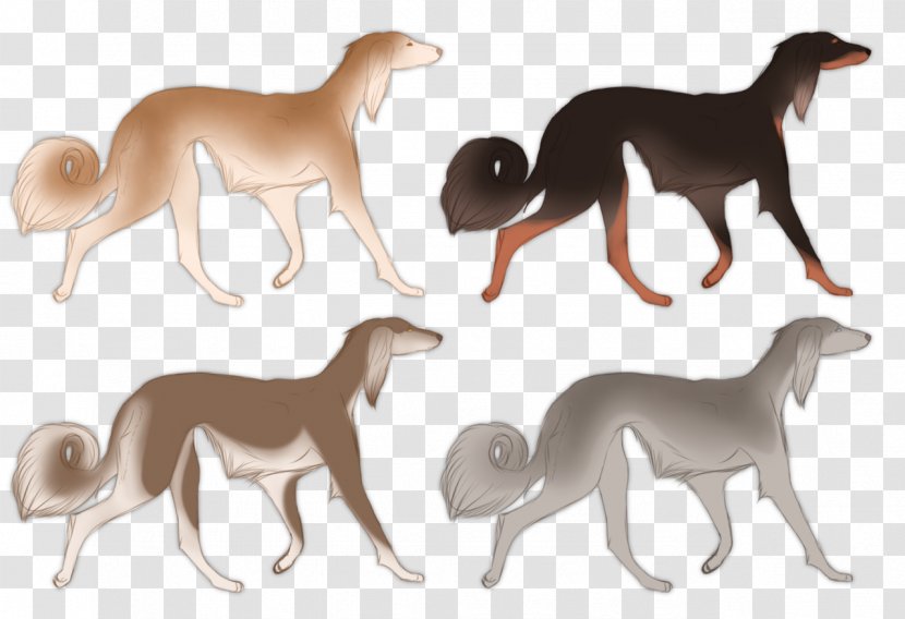 Italian Greyhound Whippet Sloughi Saluki Dog Breed - German Shepherd Border Collie Mix Transparent PNG