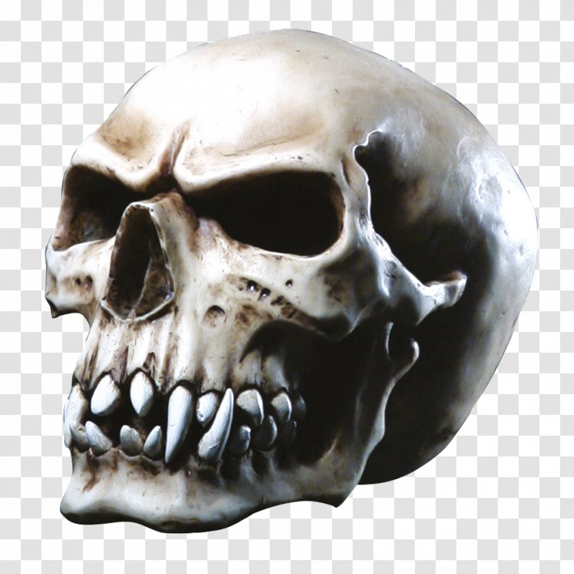 Skull Anatomy Totenkopf Electromagnetic Pulse Horn - Homo Sapiens Transparent PNG