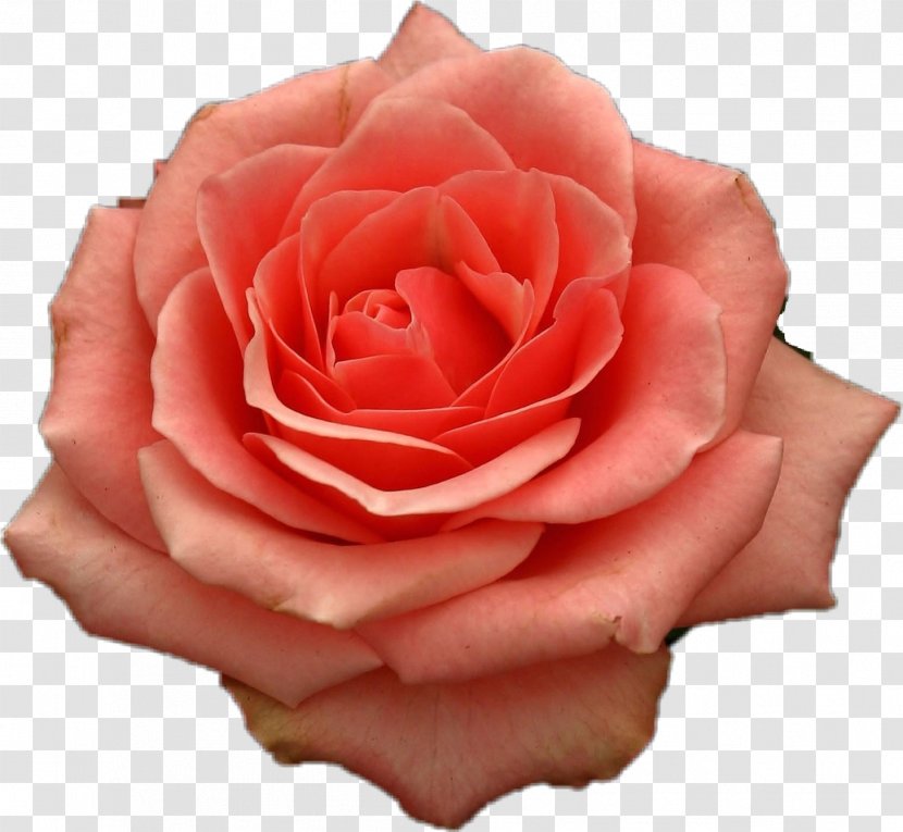 Garden Roses Cabbage Rose Floribunda Bank Finance - Picsart Transparent PNG