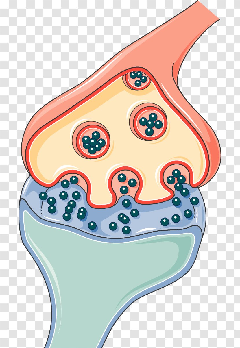 Synapse Neurology Medicine Spinal Cord - Servier - Cooky Transparent PNG