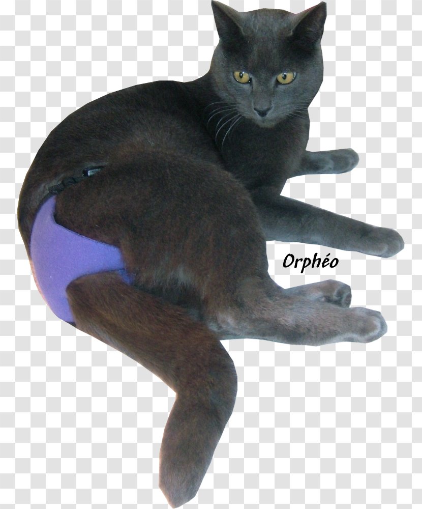 Korat Bombay Cat Russian Blue Chartreux Black - Carnivoran - Pipi Transparent PNG