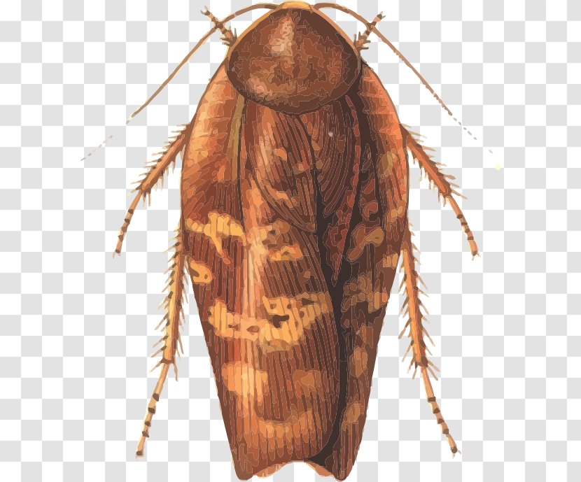 Cockroach Insect Rhabdoblatta Terranea Phasmids - Evolution Transparent PNG