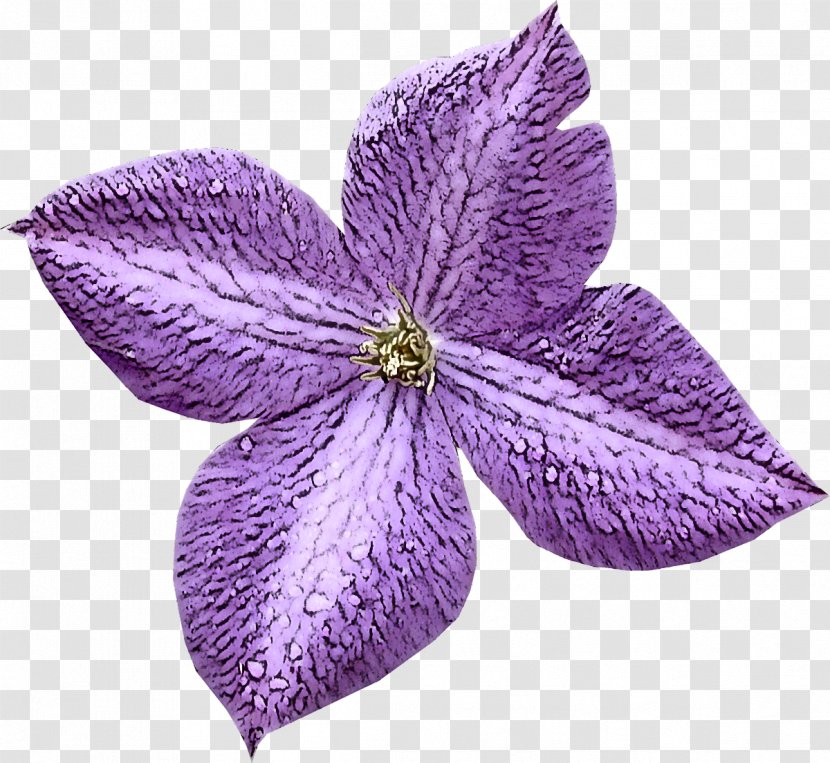 Flower Petal Violet Purple Plant - Melastome Family Balloon Transparent PNG