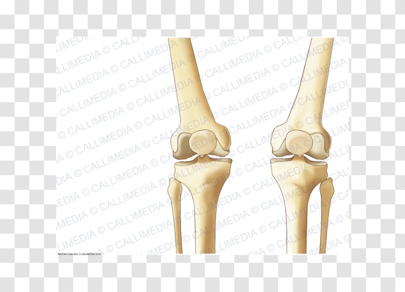 Knee Shoe Beige - Joint - Design Transparent PNG