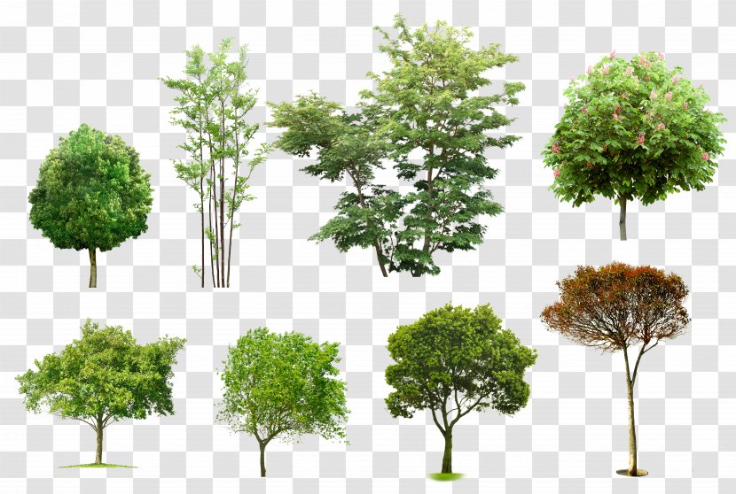 Arboles Y Arbustos Architecture Tree Apuntes De Arquitectura - Landscape Transparent PNG