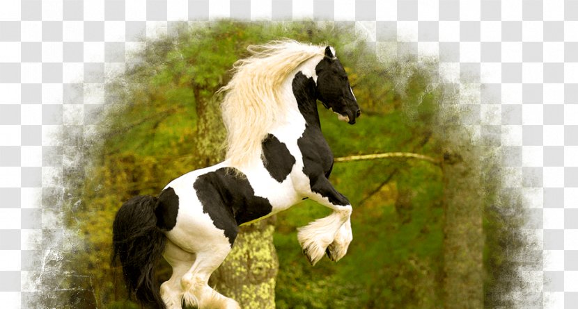 Gypsy Horse Mane Foal Pony Stallion - Breed Transparent PNG