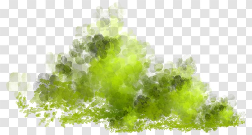 Clip Art - Leaf Vegetable Transparent PNG