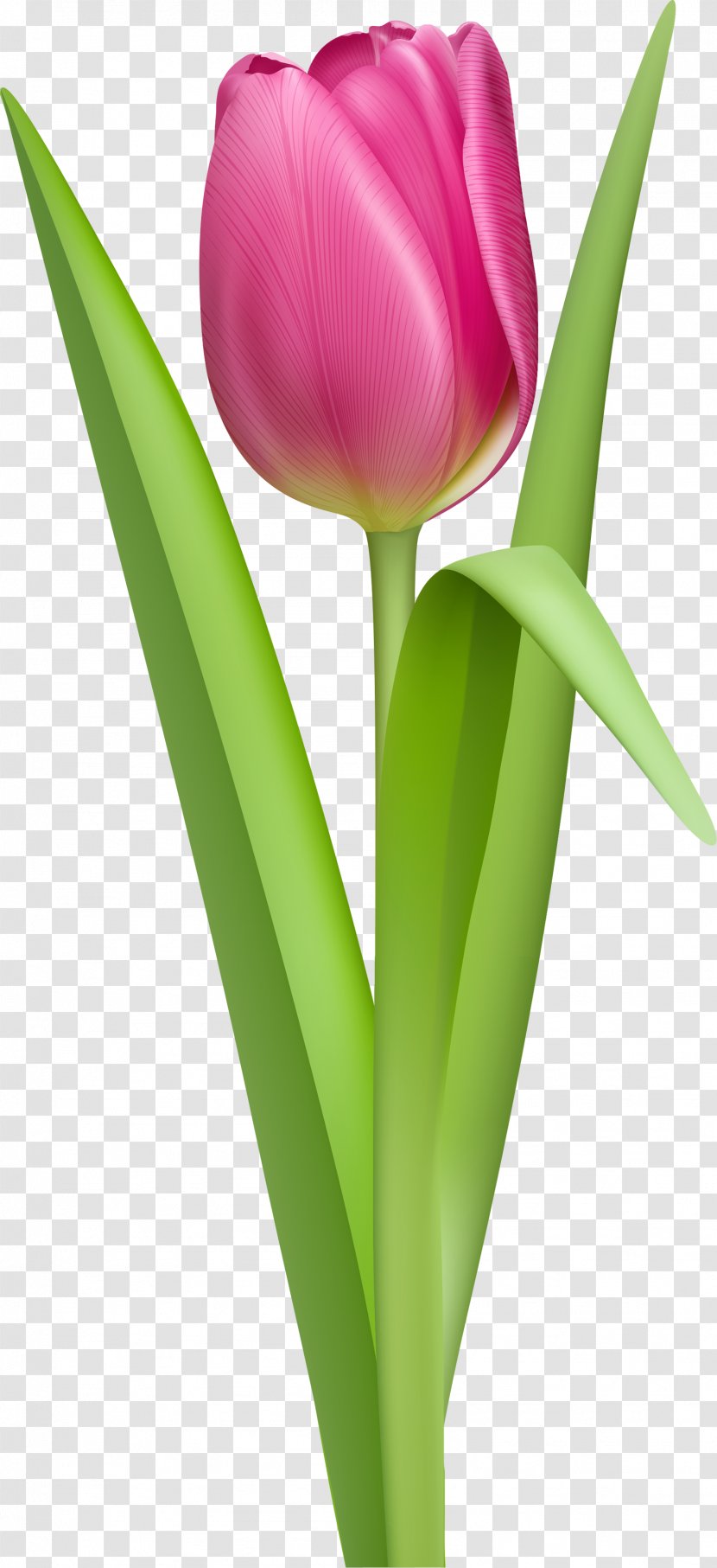 Tulip Pink Clip Art - Plant - Image Transparent PNG