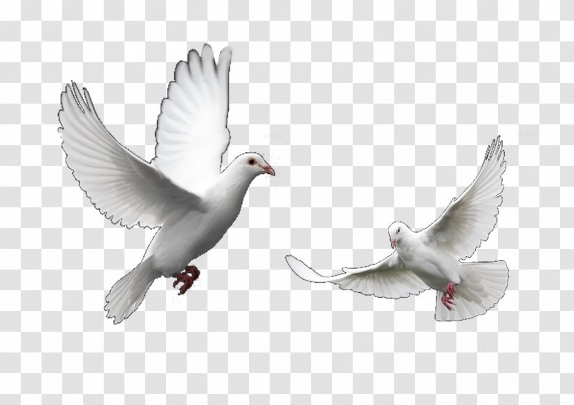 Columbidae Domestic Pigeon Bird Trash Doves Release Dove - Funeral - Flying Transparent PNG