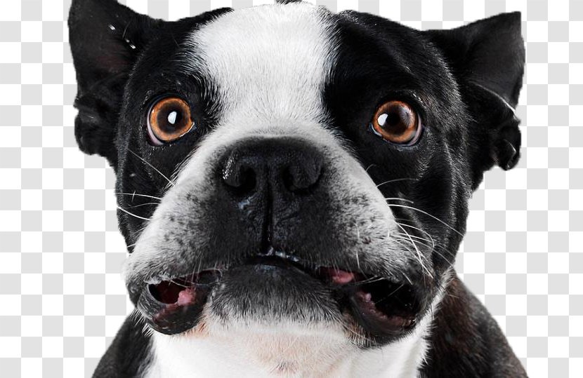 Puppy Boston Terrier American Pit Bull Pet Sitting Transparent PNG