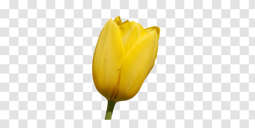 Tulip Flower Wallpaper - Plant - Golden Transparent PNG