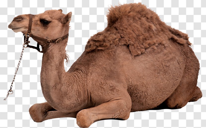 Dromedary Bactrian Camel Clip Art - Ramadan Transparent PNG