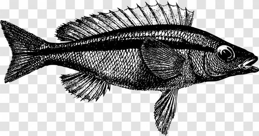 Fish Australia - Black And White - Western Transparent PNG