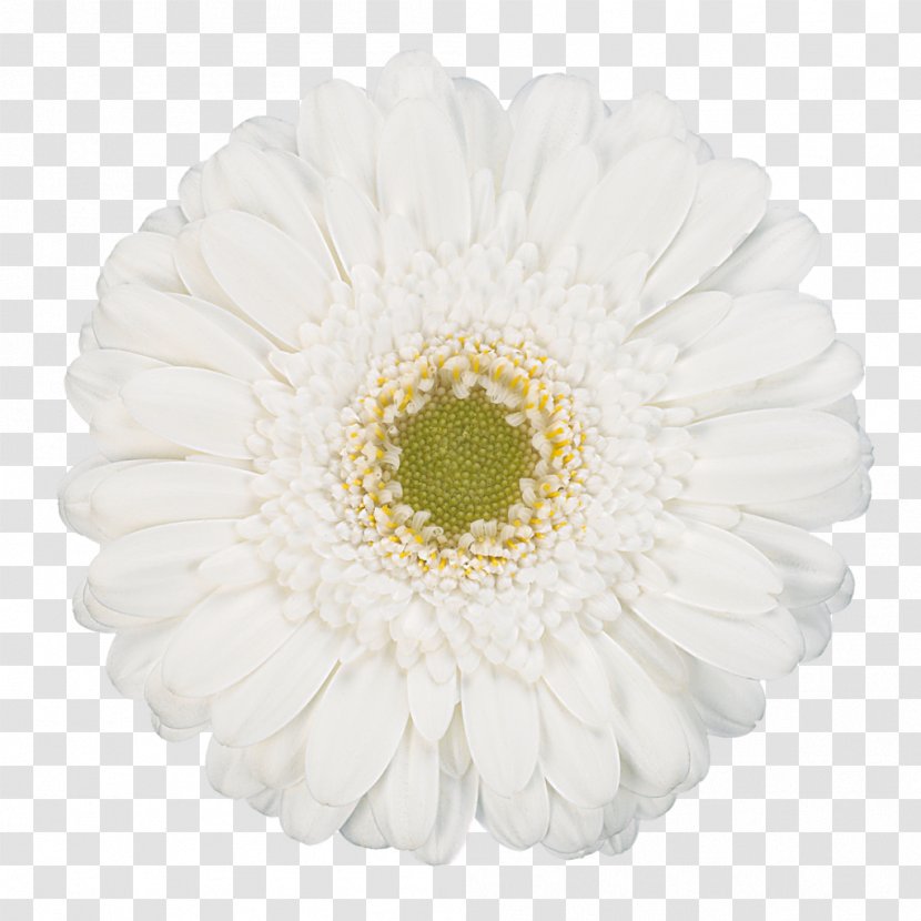 Transvaal Daisy Flower White Photography - Gerbera Transparent PNG