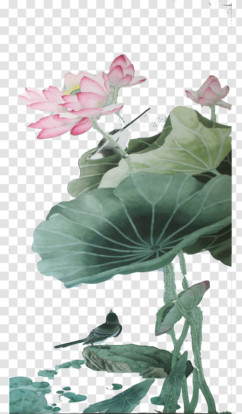 Nelumbo Nucifera Leaf Google Images Download - Lotus Transparent PNG