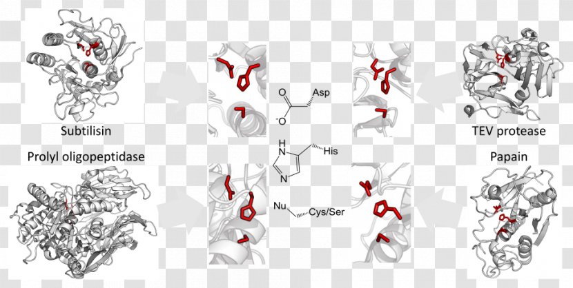Catalytic Triad Convergent Evolution Threonine Protease - Area - Catalysis Transparent PNG