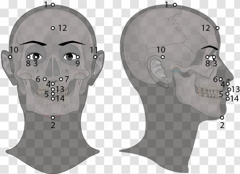 Jaw Skull Headgear - Head - Golden Ratio Face Transparent PNG