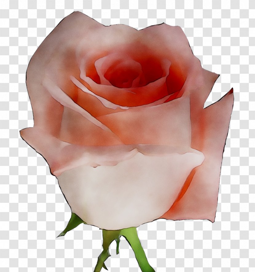 Garden Roses Cabbage Rose Floribunda Cut Flowers Petal - Closeup - Order Transparent PNG