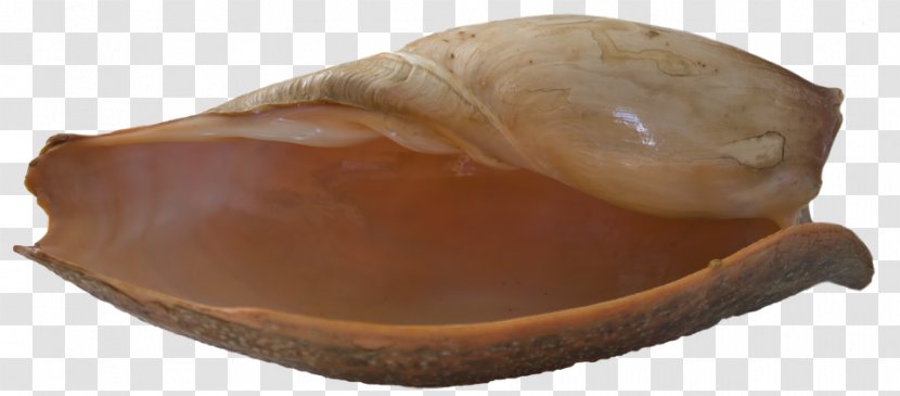 Seashell Clam Bivalvia Mollusc Shell - Nautilidae - Sea Shells Transparent PNG