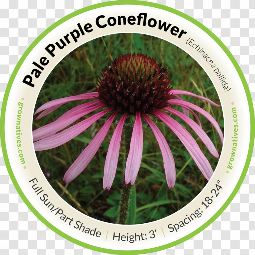 Pale Purple Coneflower Tennessee Sporobolus Wildflower - Seed - Flower Transparent PNG