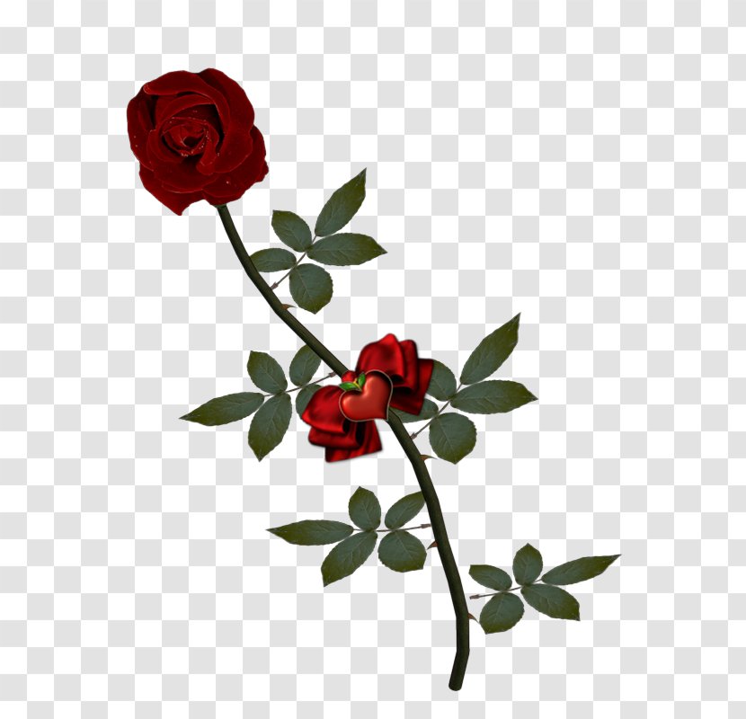 Garden Roses Valentine's Day Wedding Invitation Flower - Branch Transparent PNG