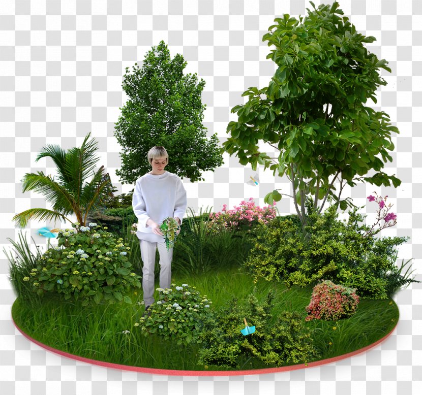 Garden Furniture Tree Flower - Evergreen Transparent PNG